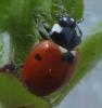 Coccinella septempunctata